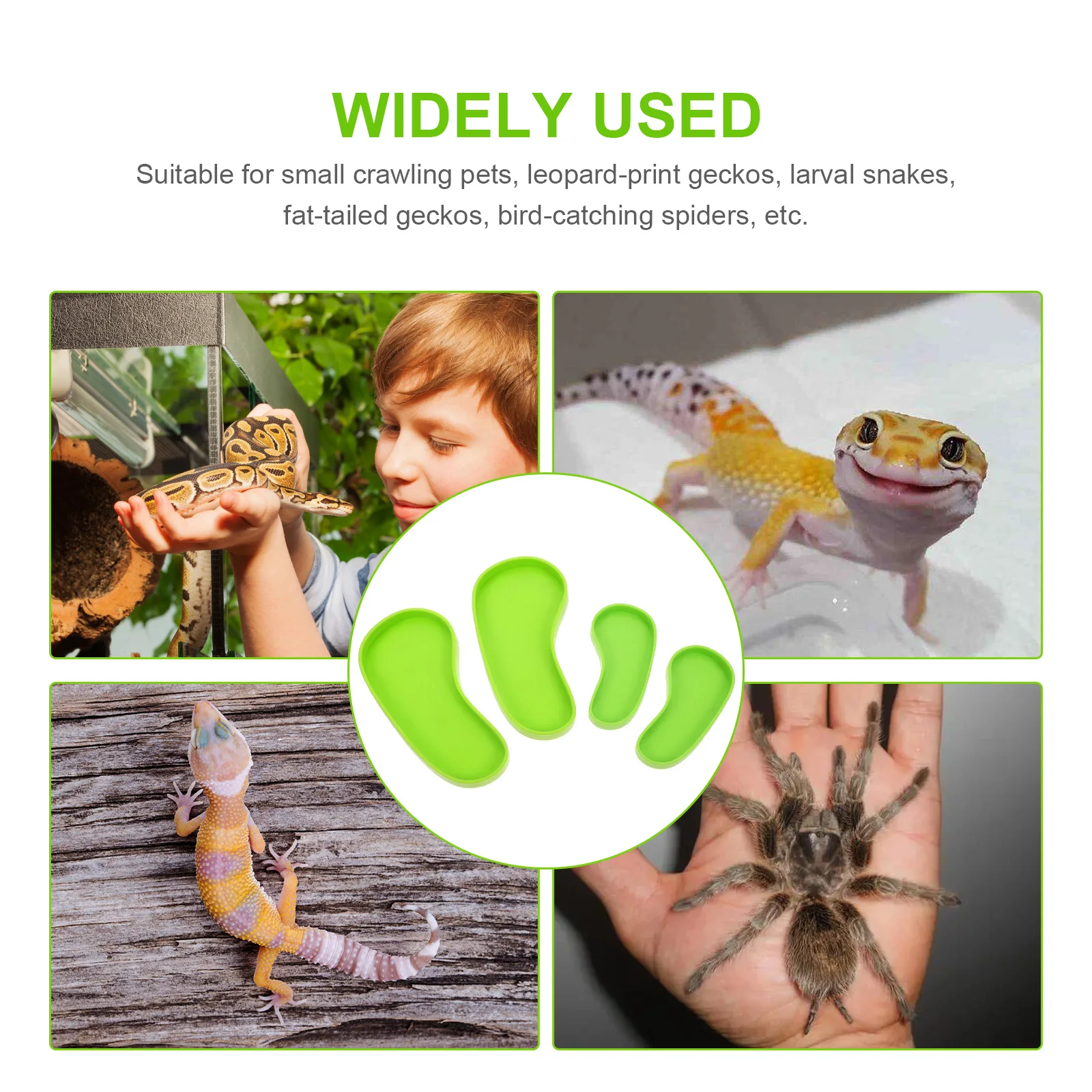 

4Pcs Reptile Water Bowl for Lizard Drinking Tools Large Capacity Pet Feeding Bowls Smooth Surface Easy Clean Decorative Pet