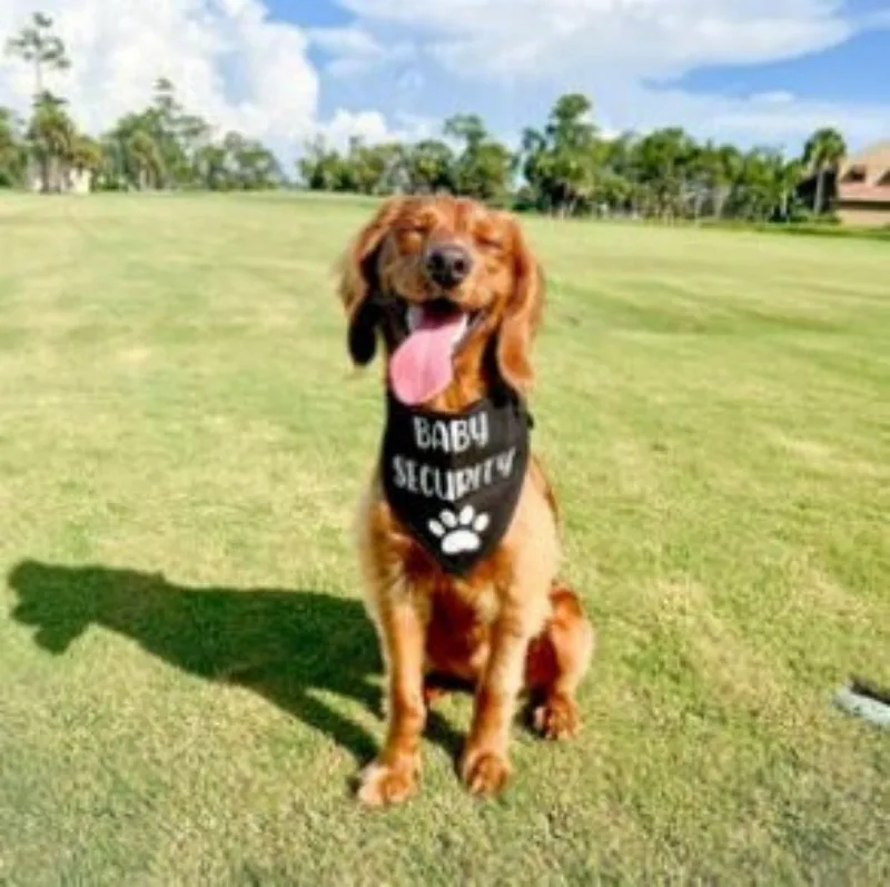 Baby Security Dog Bandana Pregnancy Announcement Photos Shower Gift Gender Reveal Black White Scarf For Pet New Baby view 3