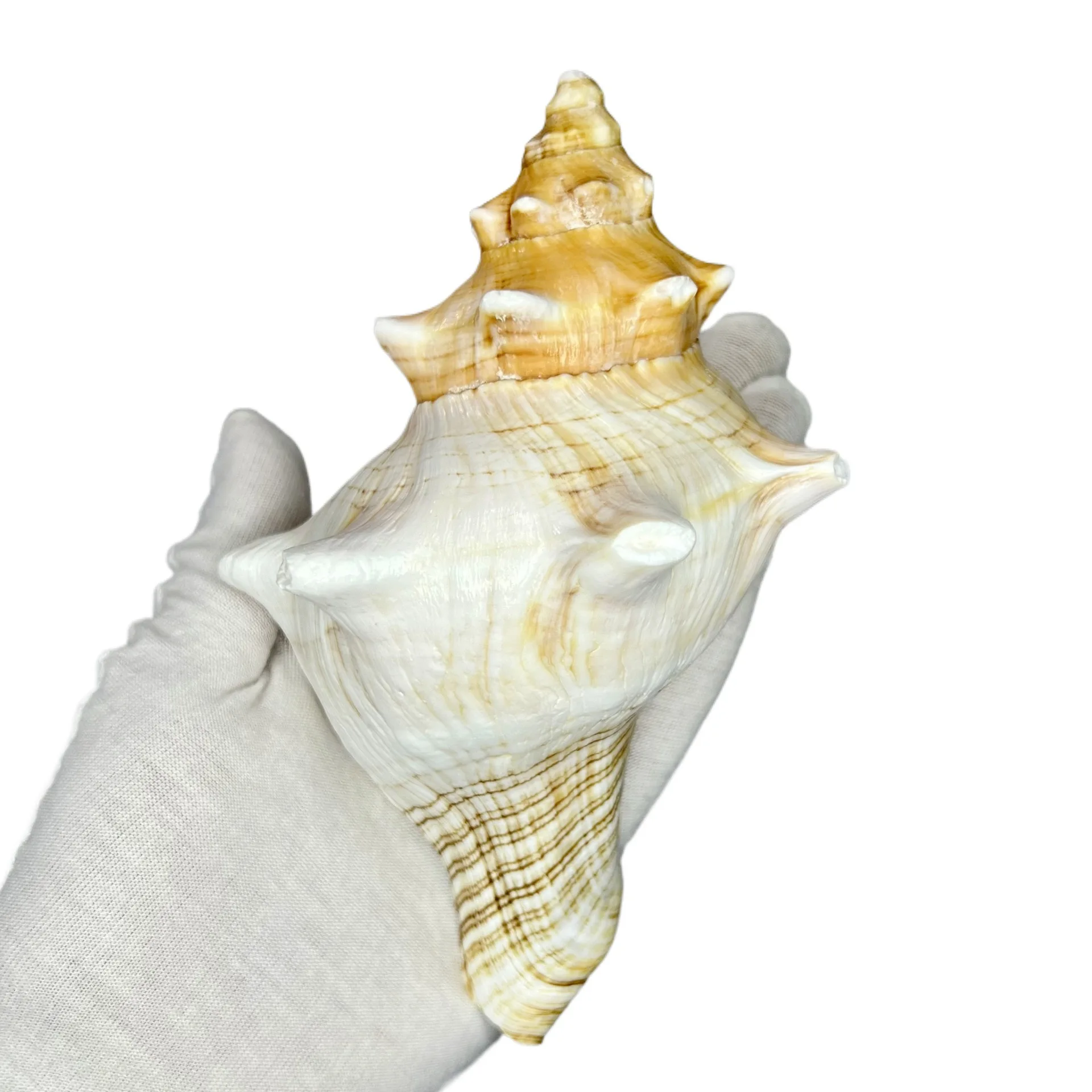 Lambis lambis & Pleuroploca trapezium Shells Wholesale Craft Specimen Decoration Seashells