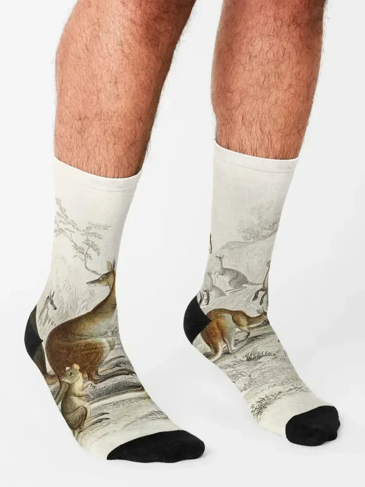 Kangaroos on the Loose - Vintage Scientific Illustration Socks halloween Soccer set christmass gift Socks Women's Men's