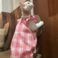 Pink Dress