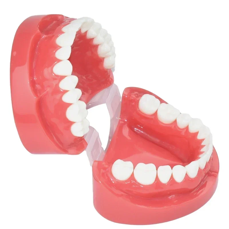

New Dental Teaching Tooth Model 7004 Normal Adult Tooth Model Oral Dentistry Medical Dental Products