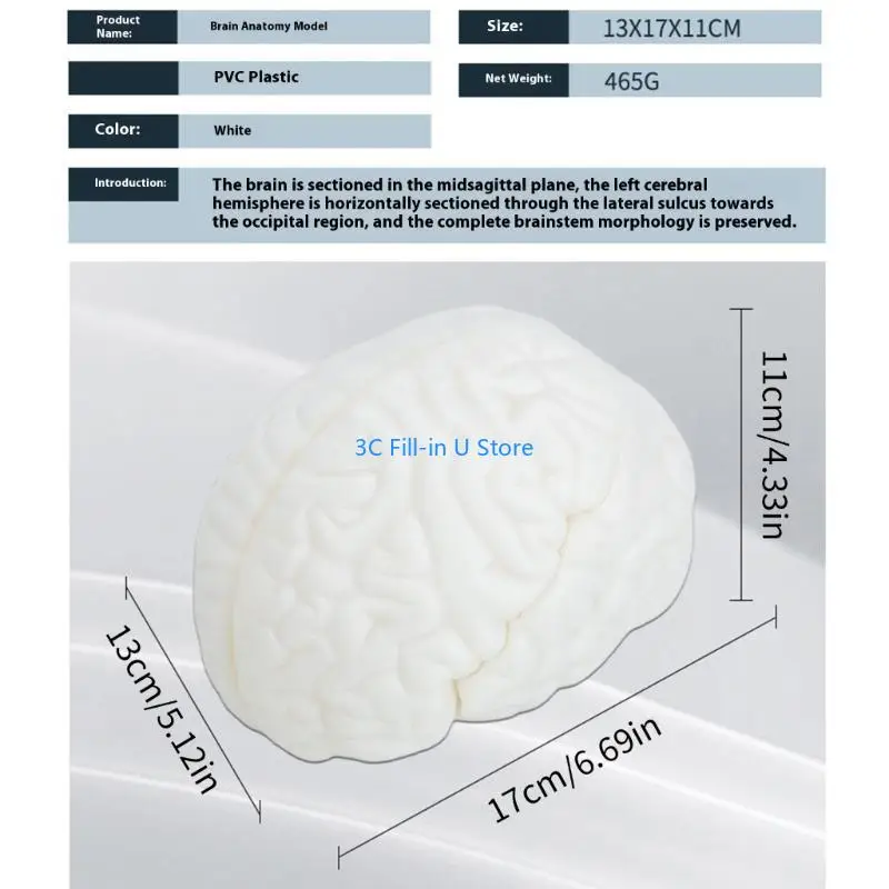 G8TA学生研究のためのディスプレイベースティーチングツールを備えた人間の脳解剖学的モデル