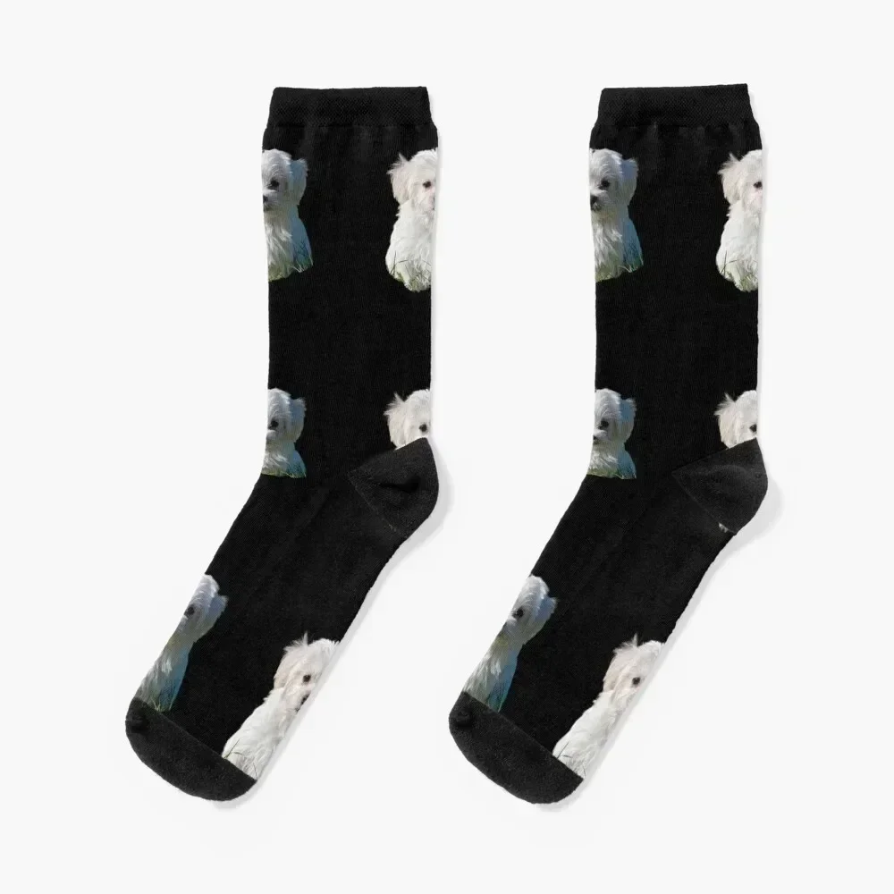 Havanese Cute Socks short christmas stocking Women Socks Men's