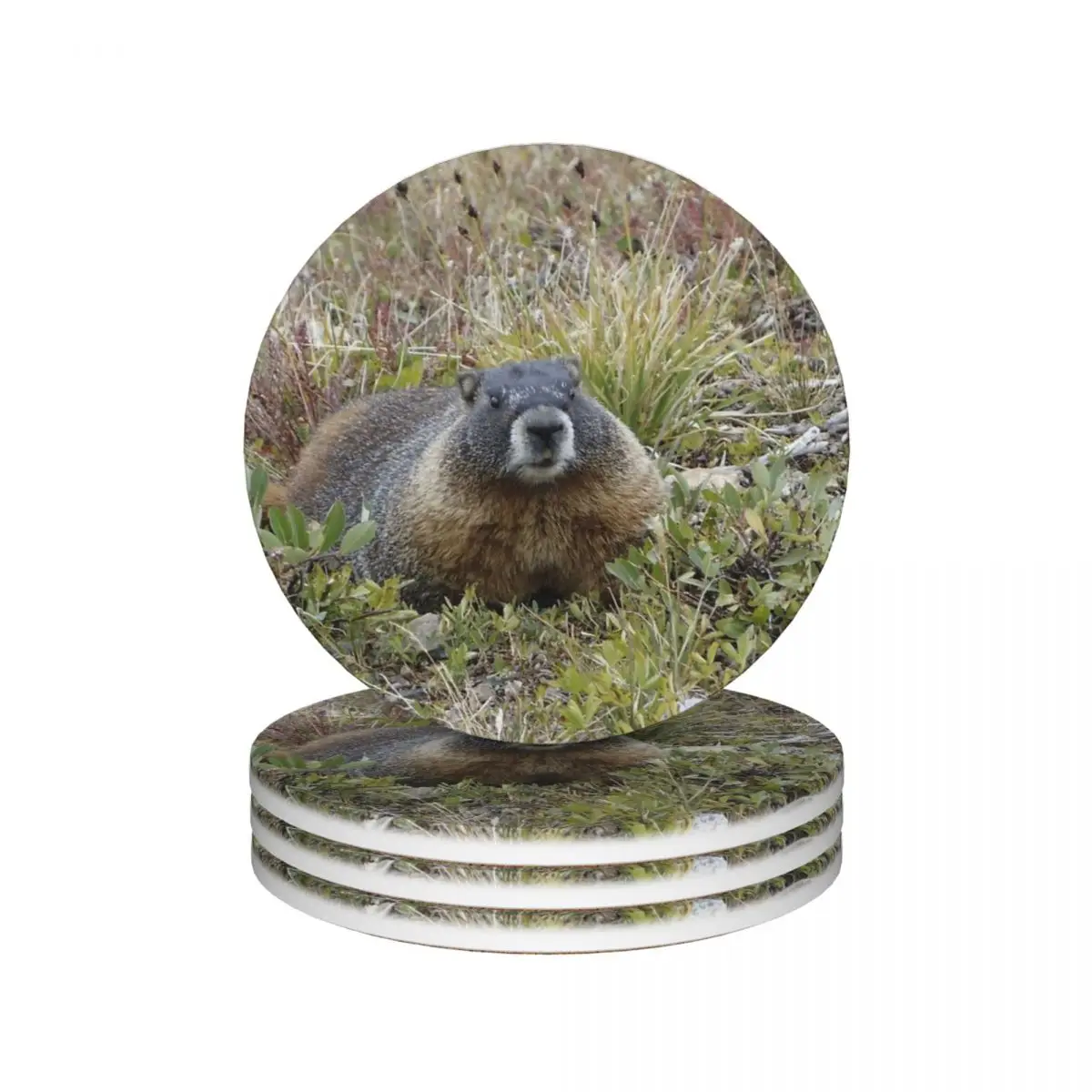 Rocky Mountain NP Marmot Керамические подставки для кухонного бара (4 шт. в упаковке)