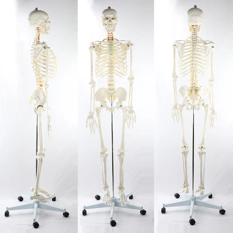 Human Anatomical Skeleton Model 170CM Life Size Clear Bone Texture Include Nerve Roots Plastic Medical Science Anatomy