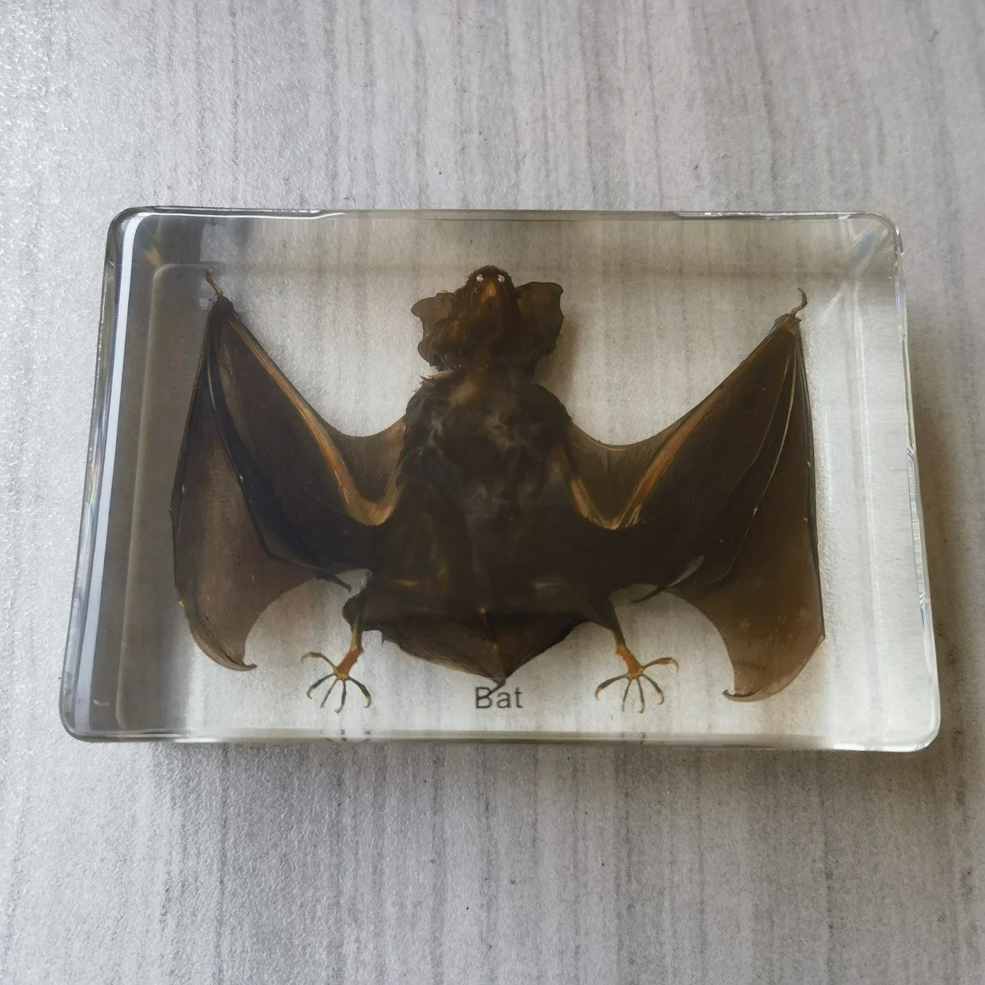 large-tarantula-specimen-resin-insect-large-batr-taxidermia-resin-bug-beetle-scorpion-specimen-insect-desk-decoration-ornament
