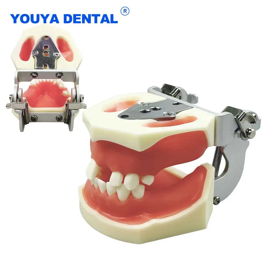 

Модель зубов верхнейщелярной пазухи, зубной имплантат, верхняя нижняя часть челюсти, мягкая десен, тренировочная модель для практики ﻿ Обучение коммуникации