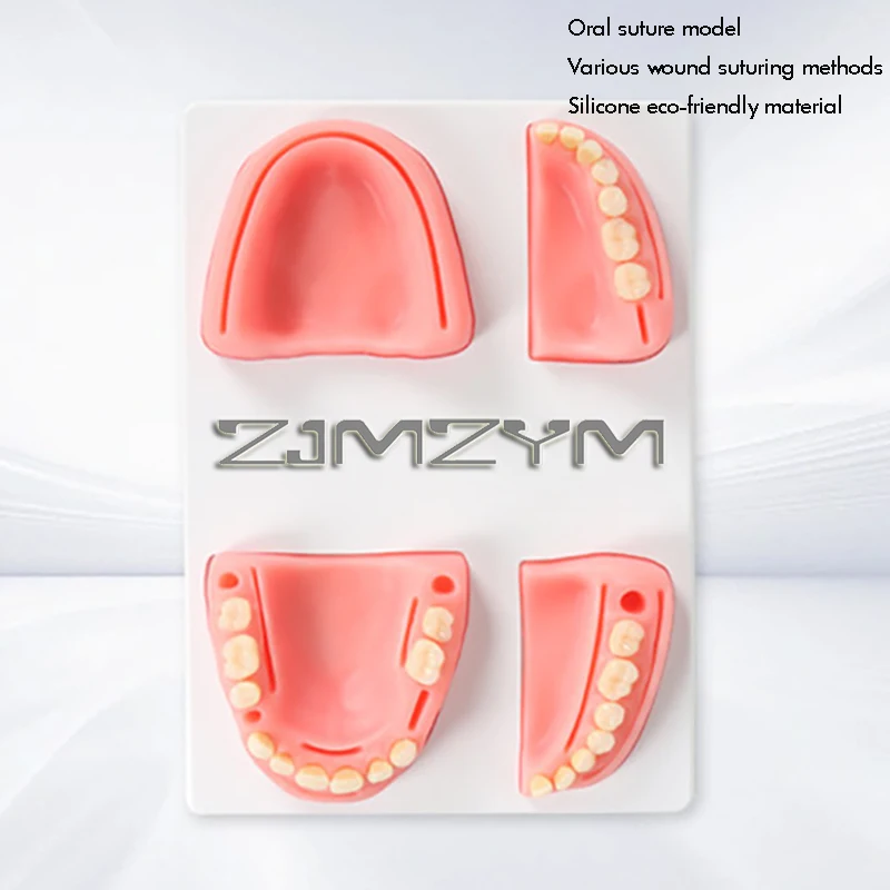 

Dental Teaching Teeth Model Suture Pad Practice Mold Soft Gum Module Oral Training Dentistry Demonstration Equipment Skill