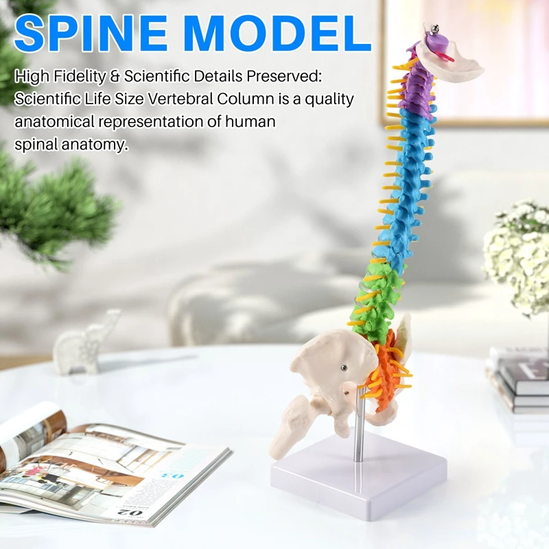 45Cm With Pelvic Human Anatomical Anatomy Spine Spinal Column Model Teaching Resources For Students