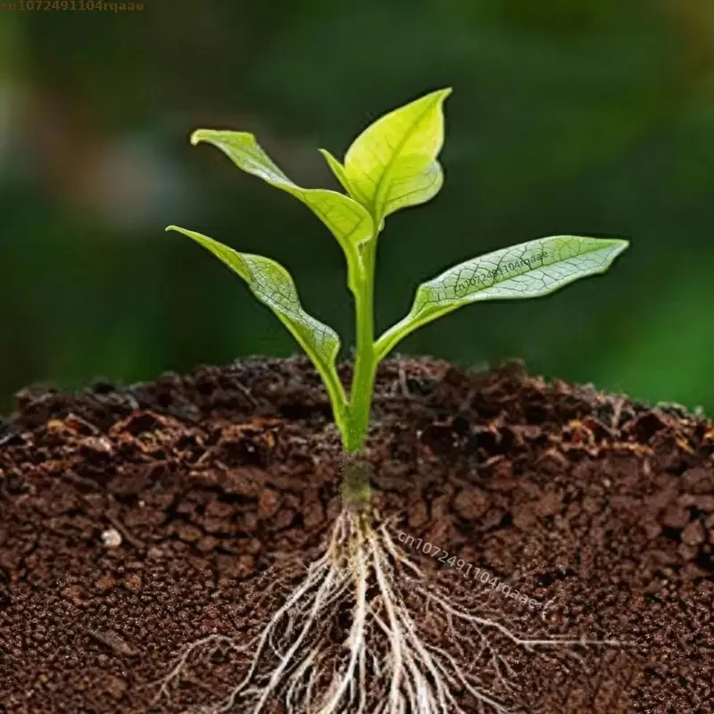 TOPJ K‑IBA 98% Potassium Indole Butyrate Powder Water Soluble Rooting Fertilizer, Plant Root Growth for Cuttings & Seedlings