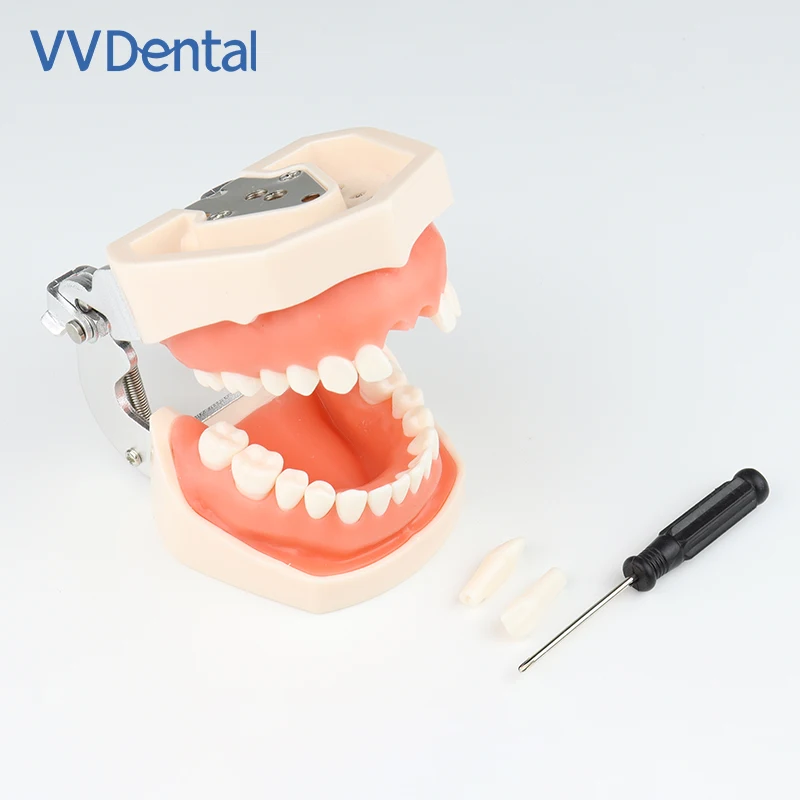 

28/32pcs Dental Teeth Model Soft Silicone Gum Resin teeth Standard Removable Practice Training Demonstration Teaching Model