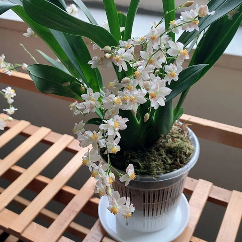Maceta transparente con Control de raíces, maceta de malla de 11/14cm para flor de orquídeas, contenedor de crecimiento transpirable, maceta de plástico para jardín