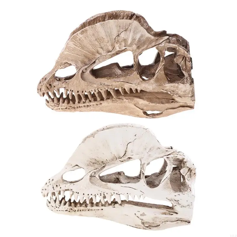 Y5LB Dilophosaurus Dinosaur Skull Resin Crafts for Fossil Skeleton Teaching Model