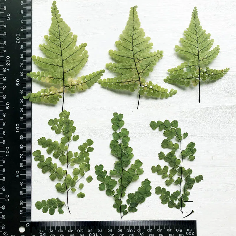 100pcs 8-12cm Pressed Dried Adiantum Capillus-veneris L. Leaves Plant Herbarium For Jewelry Pendant Craft Making Accessories