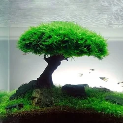 Planta de musgo para pecera, decoraciones de Árboles de paisajismo, raíz de planta de madera de deriva, plantas acuáticas, hierba, accesorios de acuario (sin musgo)