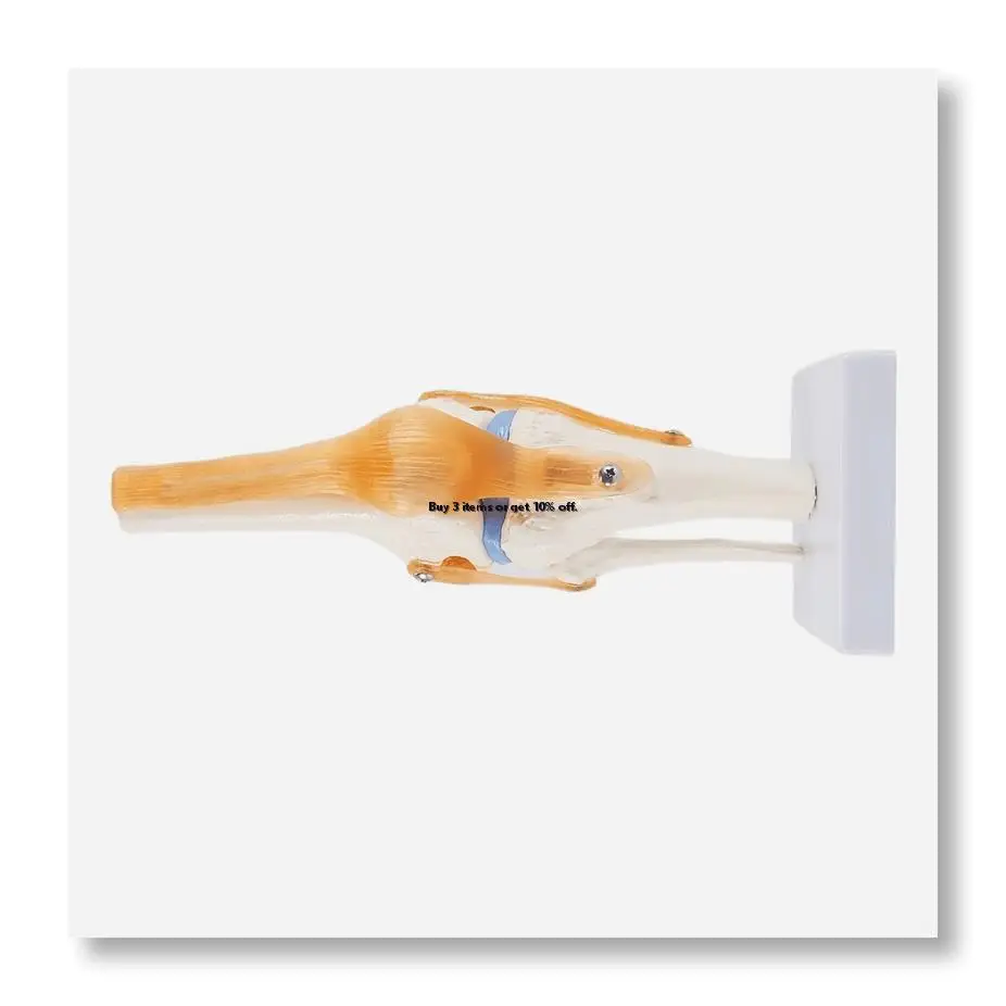 ✱Anatomical Knee Joint with Ligaments Model, Life Size