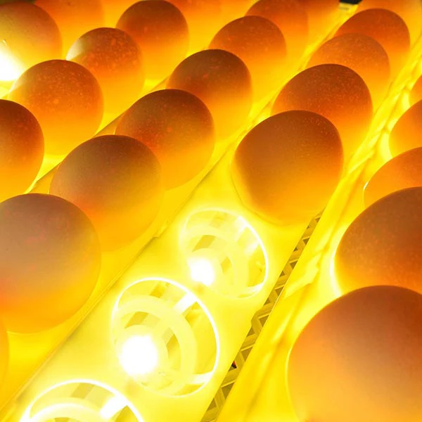 CE Lulus Kabinet Inkubator Hhd Inkubadora Sepenuhnya Otomatis