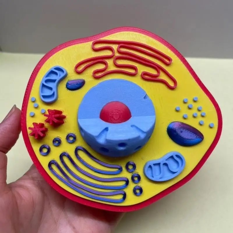 modelo-anatomia-planta-modelo-celula-planta-brinquedo-material-laboratorio-para-ensino-exibicao-sala