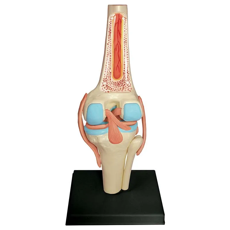 

Human knee joint model detachable small joint anatomy flexible orthopedic teaching