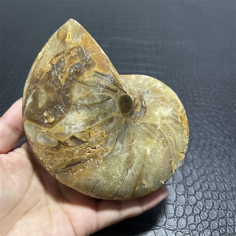 936g Beautiful natural Chrysanthemum grain conch Ammonite