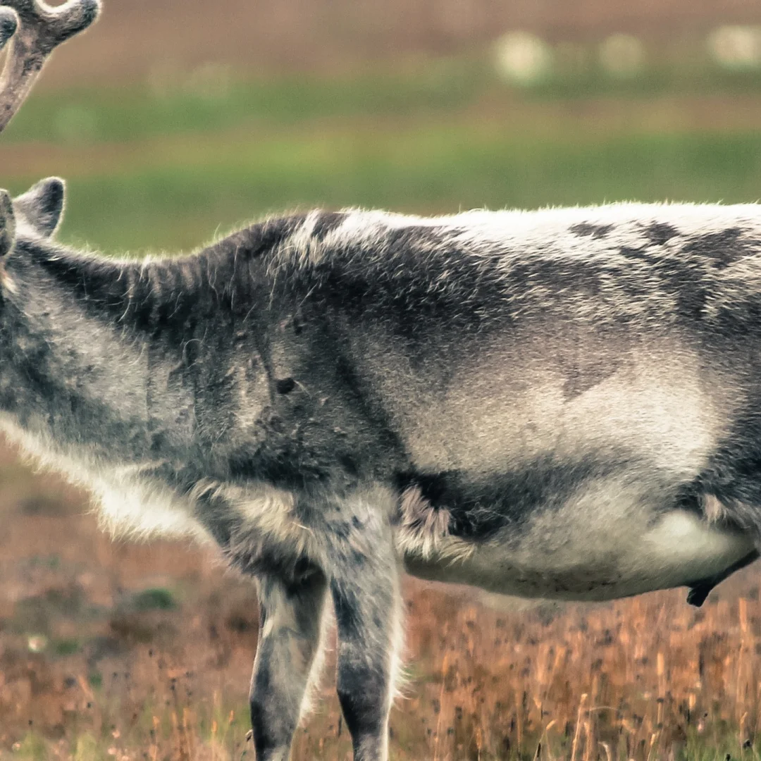 12,1 pulgadas para Ford Edge 2008-2014 Android 13 reproductor Multimedia navegación Gps para coche unidad principal de Radio estéreo Qualcomm con Wifi 4g