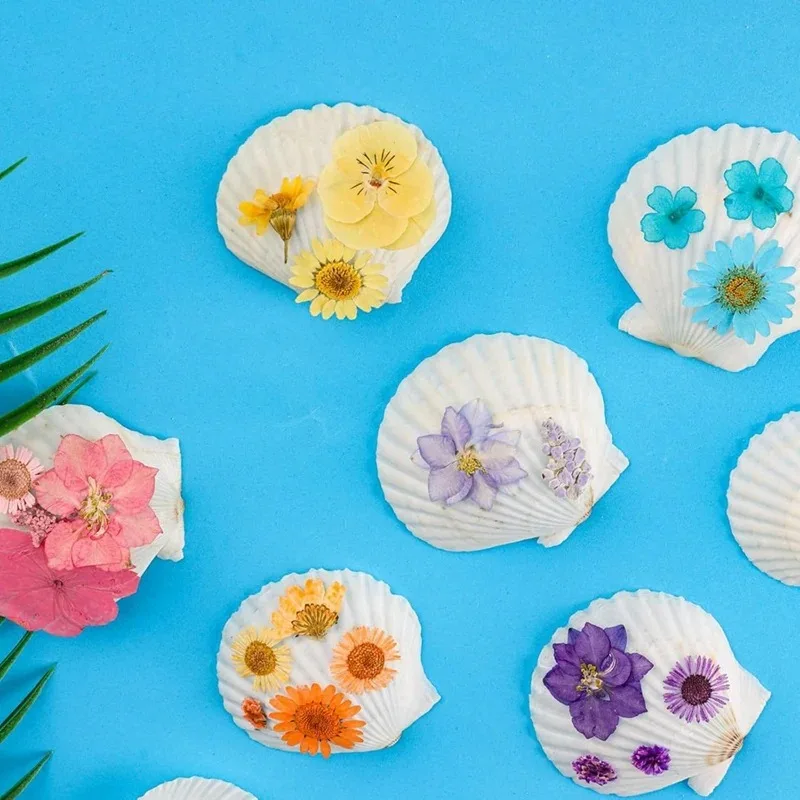 40PCS Natural Scallop Shells 2.36-3.15Inch White Small Sea Shells For Crafts Crafting Shell Bulk Real Seashells