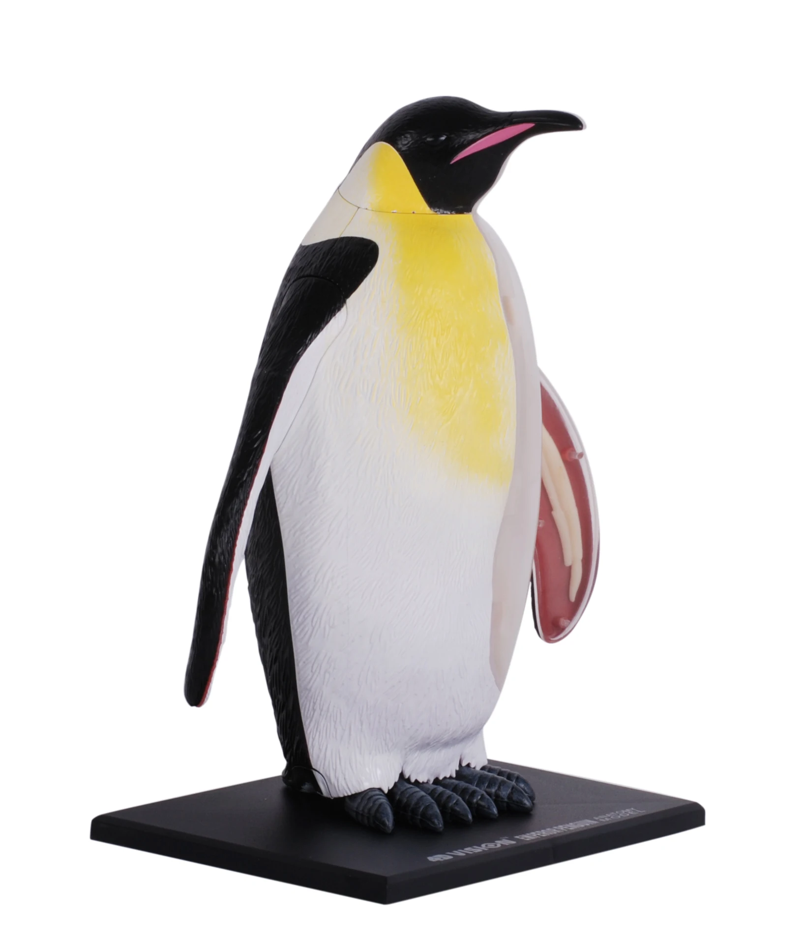 

4D Vision Emperor Penguin Anatomy Model Disassemble Animal Organ Anatomy Model DIY Popular Science Appliances Free Shipping