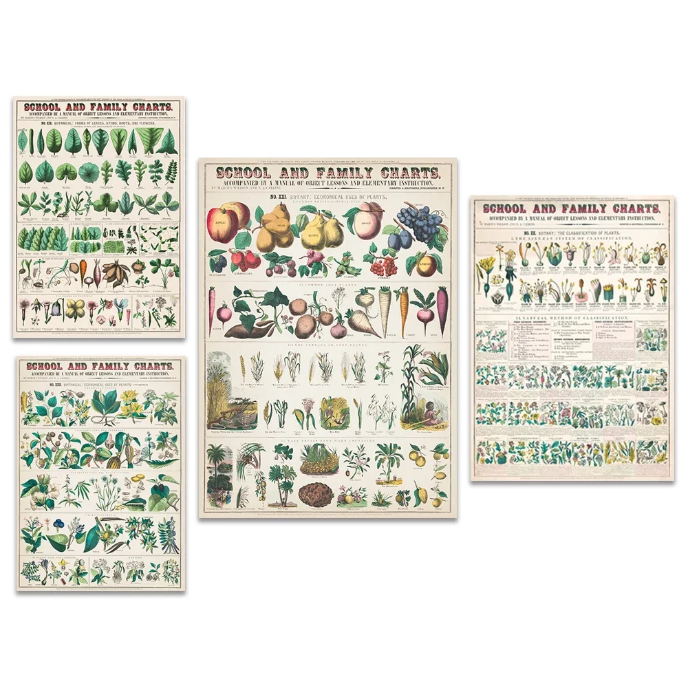 Vintage botanical poster, mushrooms and fungi, educational infographic on poisonous plants, plant classification, Marcius Willso