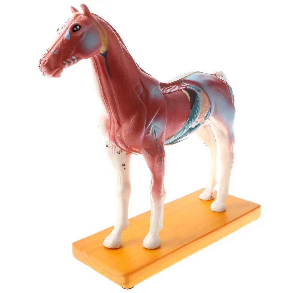 PVC Horse Acupuncture Model Anatomical Study Kit Desktop Educational Toy for School Lab Supplies