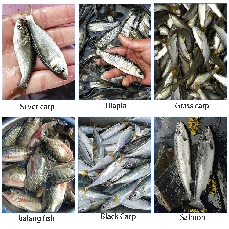 1-3 Per Second Fully Automatic Vertical Small Fish Killing Machine Stainless Steel Fish Killing Gutting Machine Factory