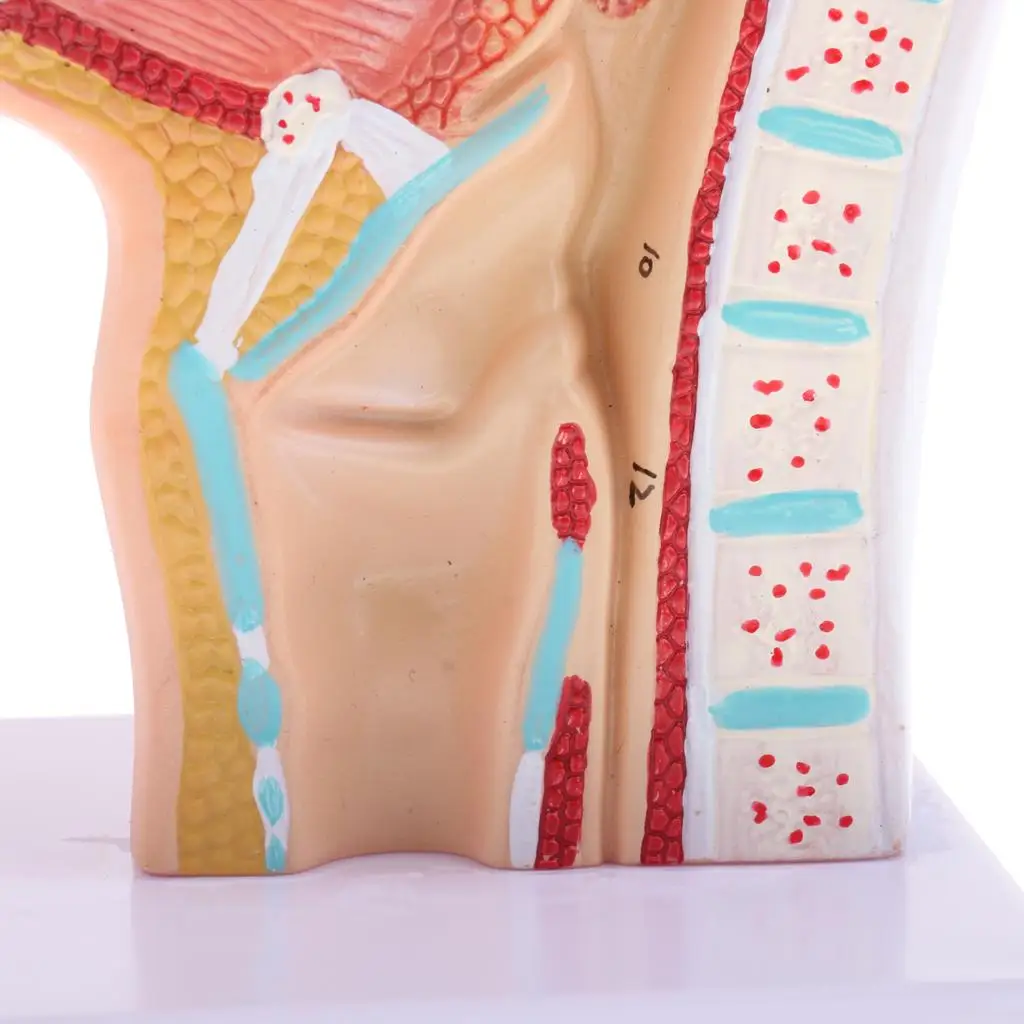 Laboratório de exibição de ensino de modelo de cavidade laríngea oral nasal humana 1:1