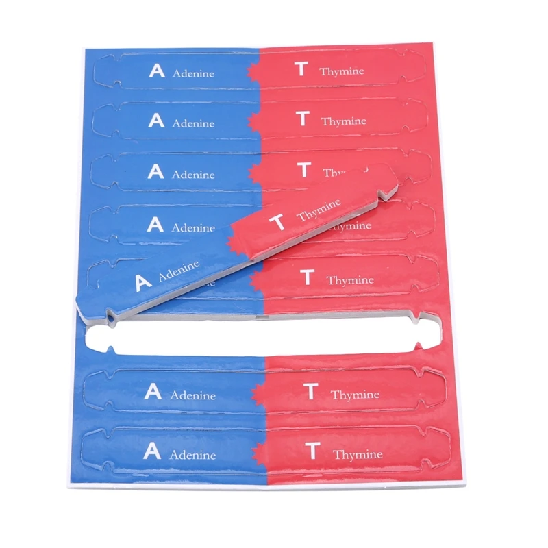 1Set Strumenti didattici per bambini Kit di test Giocattolo per l'educazione precoce Geni umani DNA Doppia elica Divulgazione scientifica Insegnare i modelli