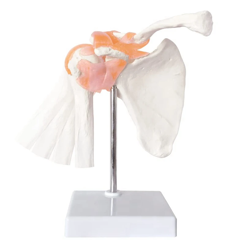 Anatomical Shoulder Joint Model Anatomy Skeleton, Human Body Shoulder Ligament Model Durable