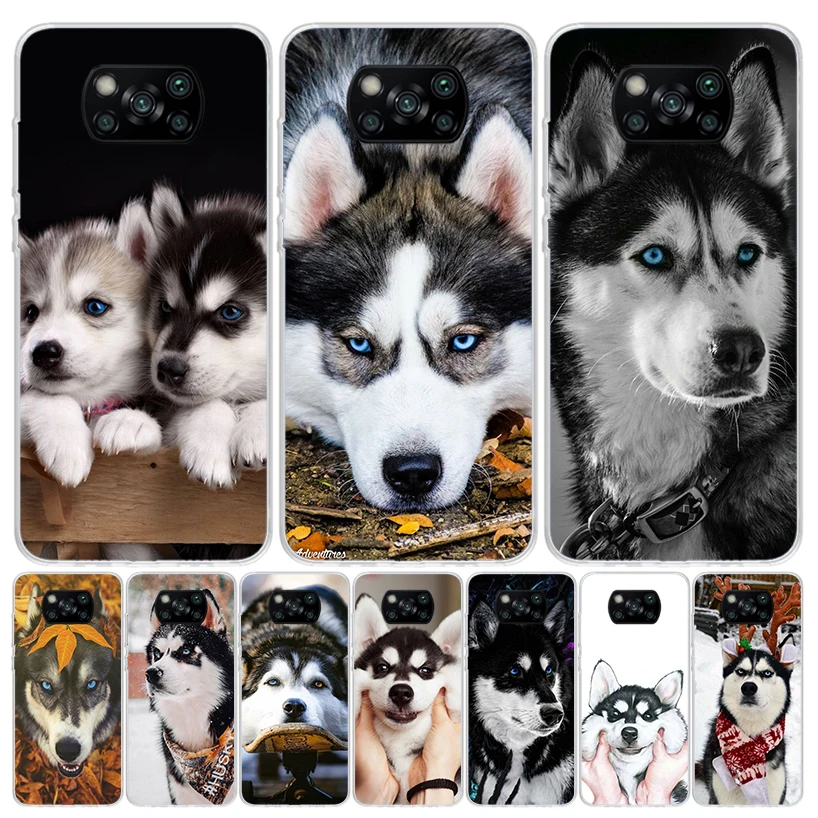 Siberian Husky Dog …