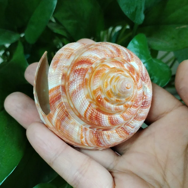 Natural Emperor's Slit Shell Orange Tower Snail Seashell Specimen Collection Aquarium Fish Tank Landscape Photo Props Decoration