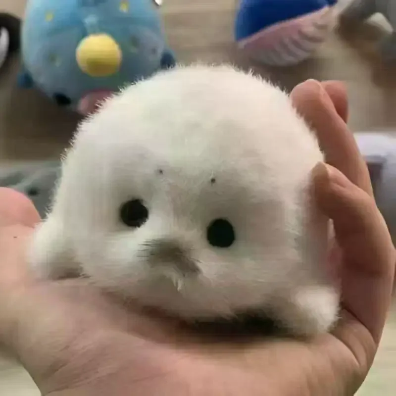 لطيف محاكاة الطفل ختم ألعاب من نسيج مخملي قلادة Kawaii المحيط الحيوان لينة محشوة حقيبة معلقة ديكور تذكارية هدية لحقيبة الملحقات