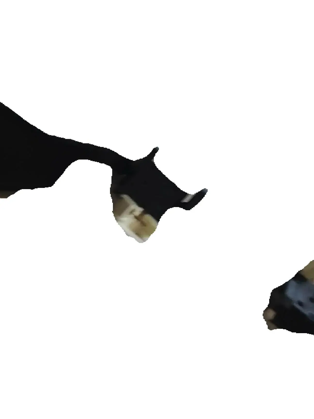 

10PCS Paper End Sensor B044-5300 B0445300 For Ricoh MP 161 201 301 1013 1515 4410L AF 1013 1515 Printer Copier Parts