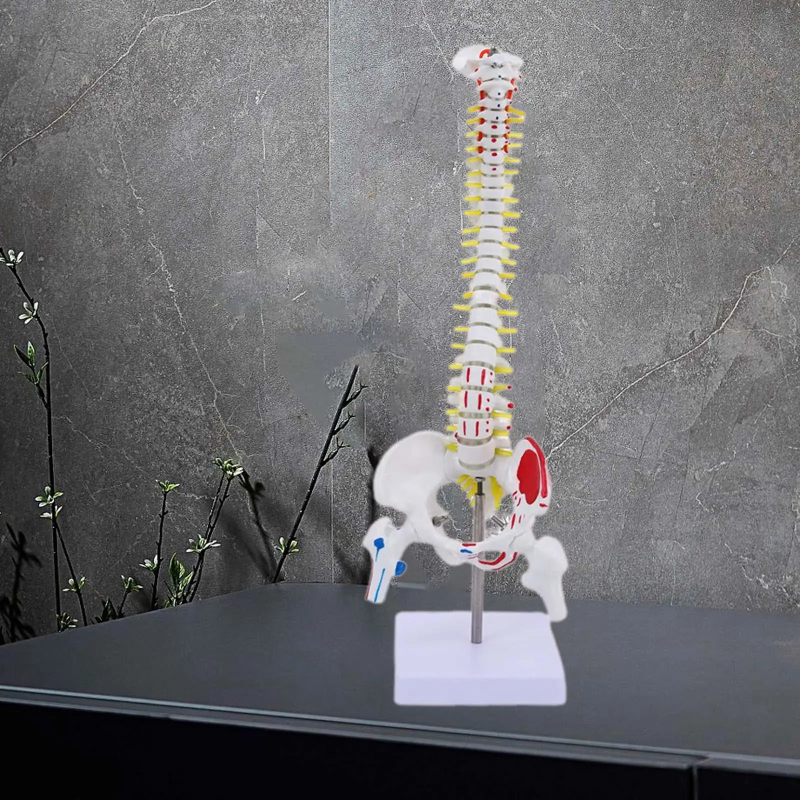 

Human Spine Model Tabletop Decoration Spine Anatomy Model for Research Model Display Science Study Education Tool Teaching Aid