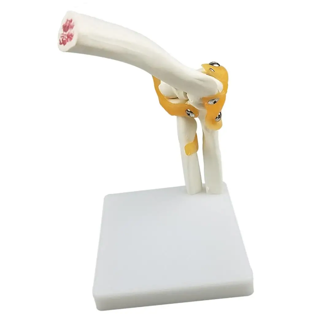 

Модель в натуральную величину, обучающая игрушка из ПВХ, анатомический локтевой сустав, школьный обучающий инструмент для научных лабораторий, принадлежности