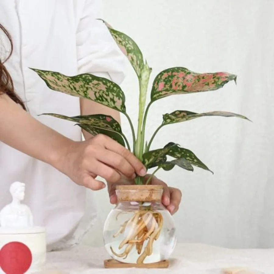Plant Propagation Station, Hydroponic Glass Container Vase Jars, with Wooden Saucer for Desks, Houses, Garden Decorations, Home