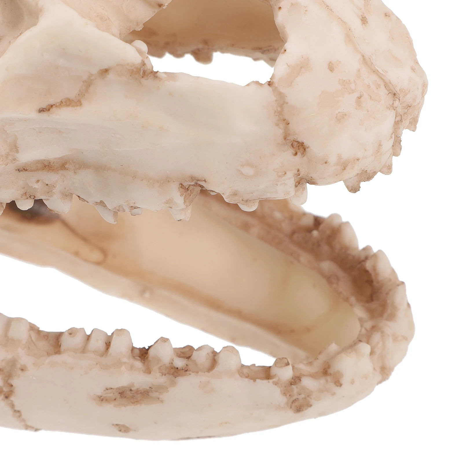 

Dinosaur Skull Ornament Fish Tank Decorations Terrarium Aquarium Ornaments for Hiding Hide Cave Resin Crawl