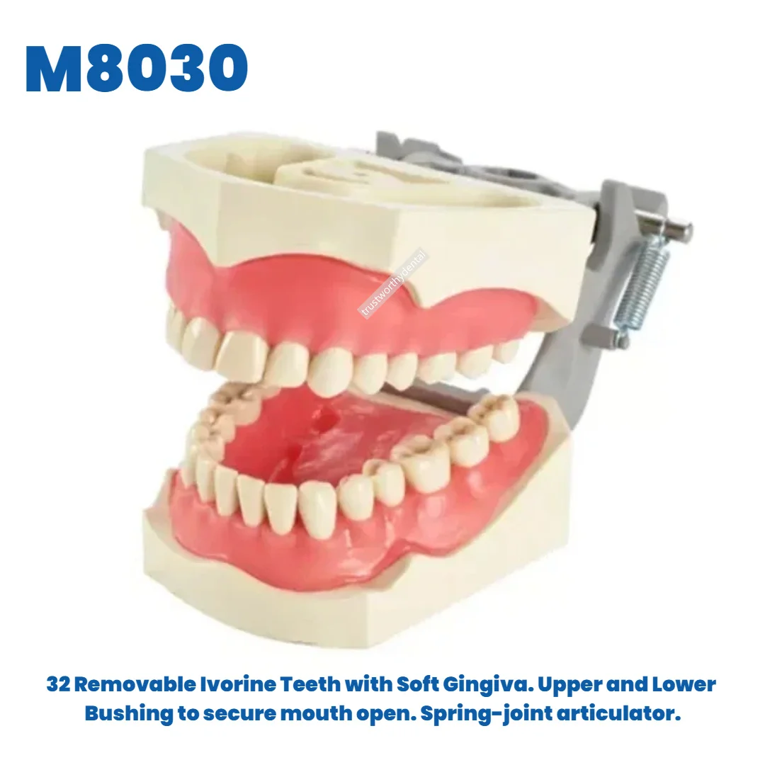 Dental Columbia 860 Typodont 32 Removable Teeth with Soft Gingiva 860 Articulated Adult Typodont with Upper and Lower Bushings