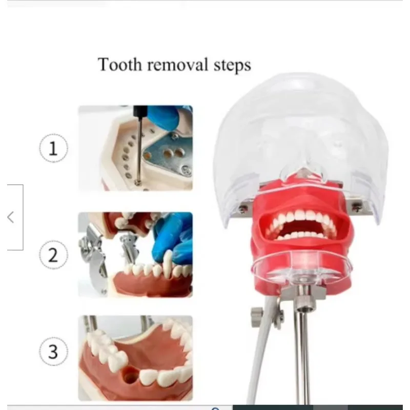 YTYIN Simulator Nissin Manikin Phantom Model With Extra 28 PCS Teeth