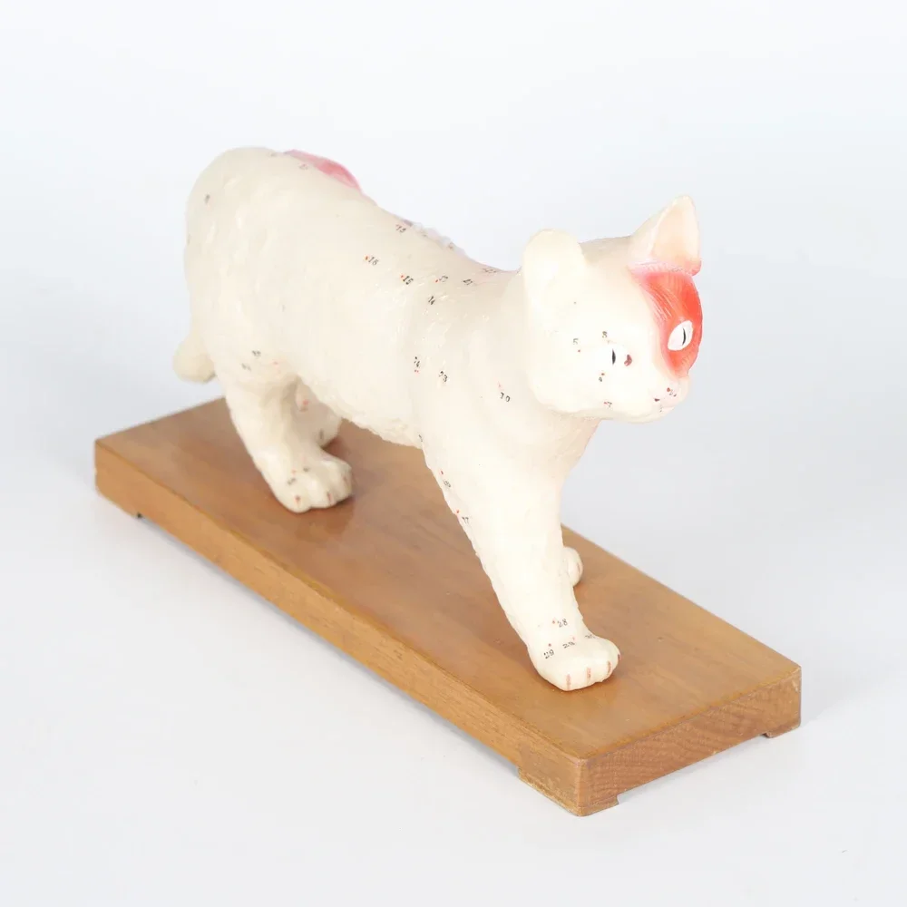 ZHONGYAN TAIHE Feline Acupuncture Model Professional Anatomical Model Cat with Acupuncture Points School Lab Study Model