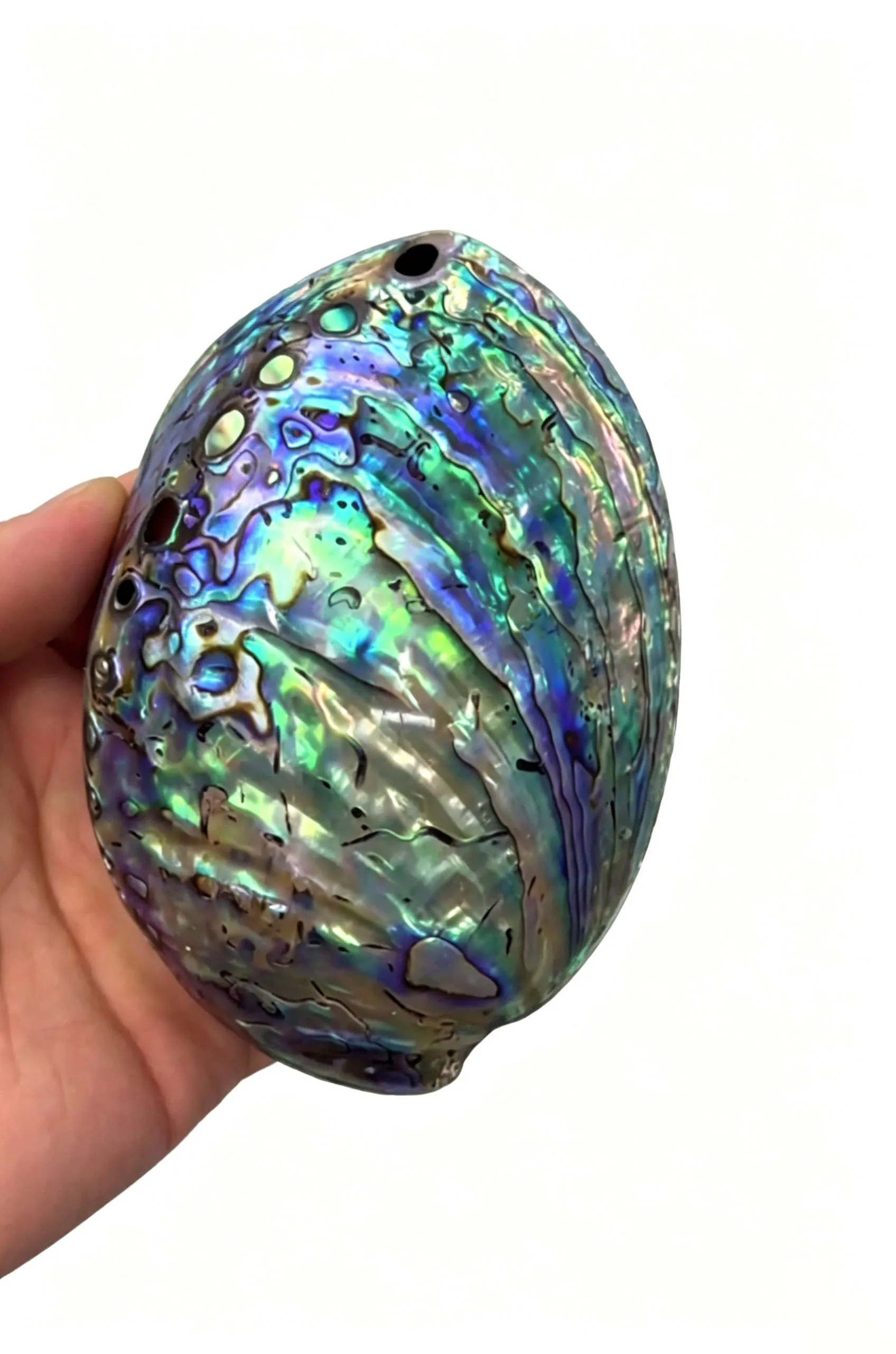 2 Pcs Huge 11-13CM Natural Green Rainbow Paua Abalone Shell, Polished Shell for Smudging Ritual Home Decor & Jewelry Making DIY