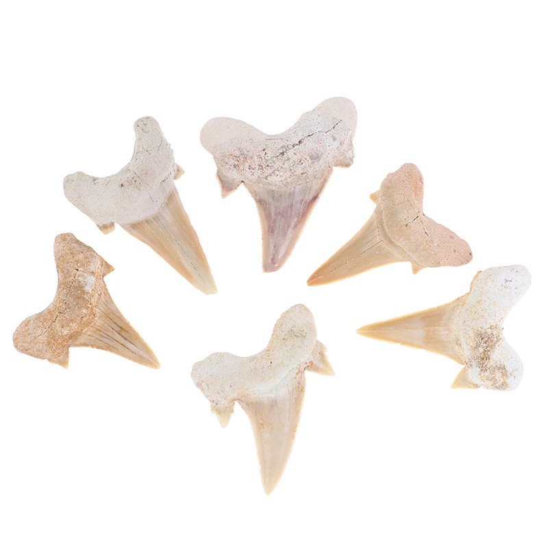 1 Pc Megalodon Tooth Fossil Shark Teeth Marine Biology Science Teaching Specimen Random Style