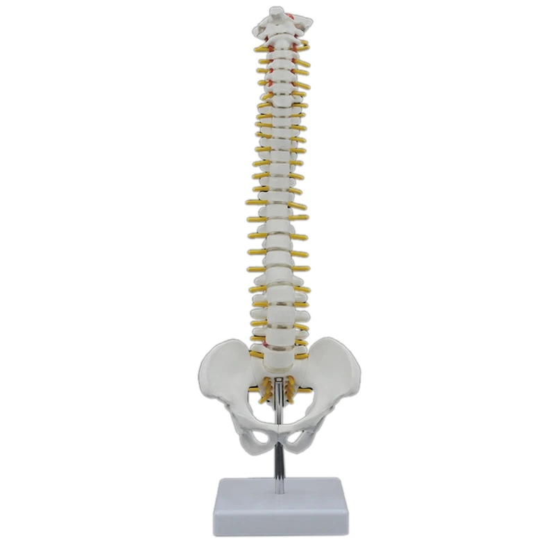 45CM Human Spine with Pelvic Model Human Anatomical Anatomy Spine Model Spinal Column Model+Stand Fexible-FABY