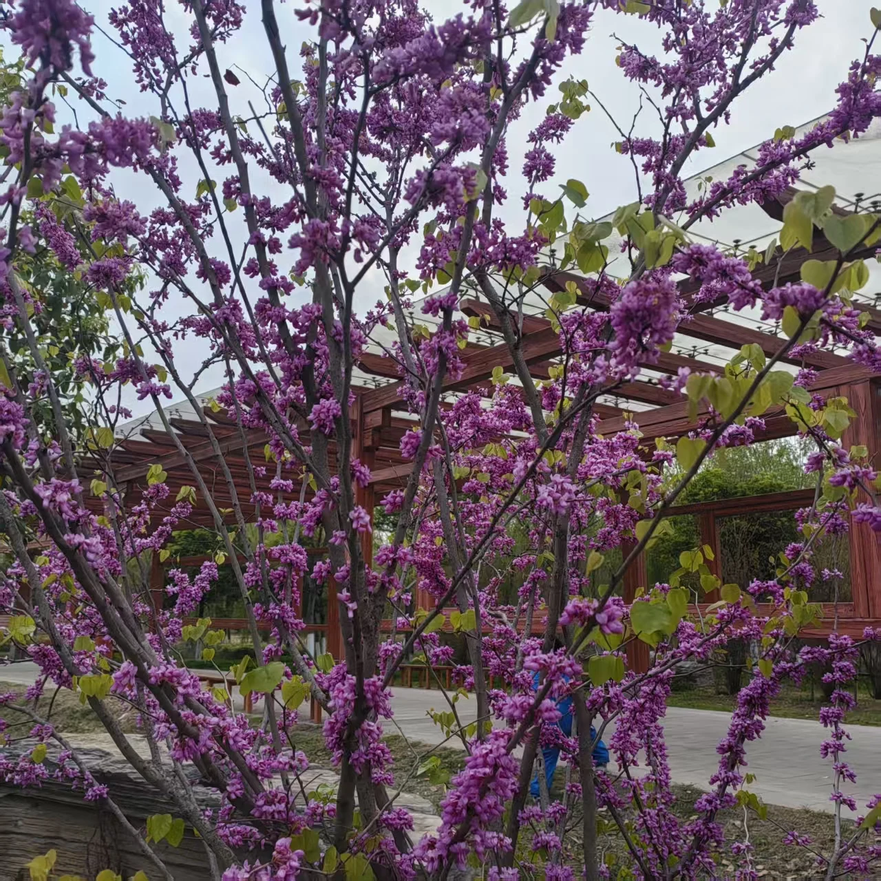 Camisa fina branca francesa de manga comprida feminina com top de temperamento sofisticado