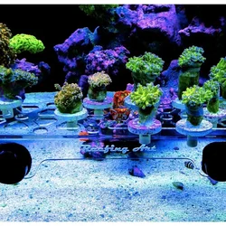 Reefing Art Super Clear Acrylic Magnetic Coral Frag Plugs Rack Holder Fish Tank for 15 - 20MM Glass Thickness